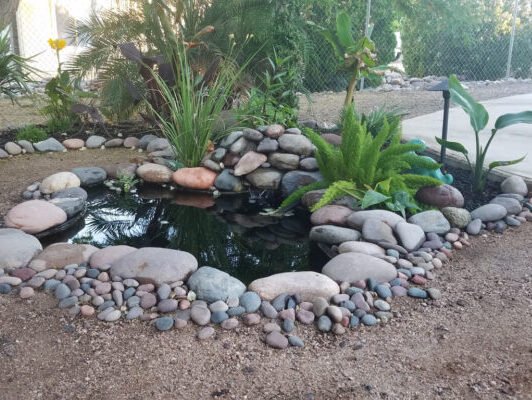 Tropical Pond with Plants and River Rocks in Arizona Backyard. High quality photo